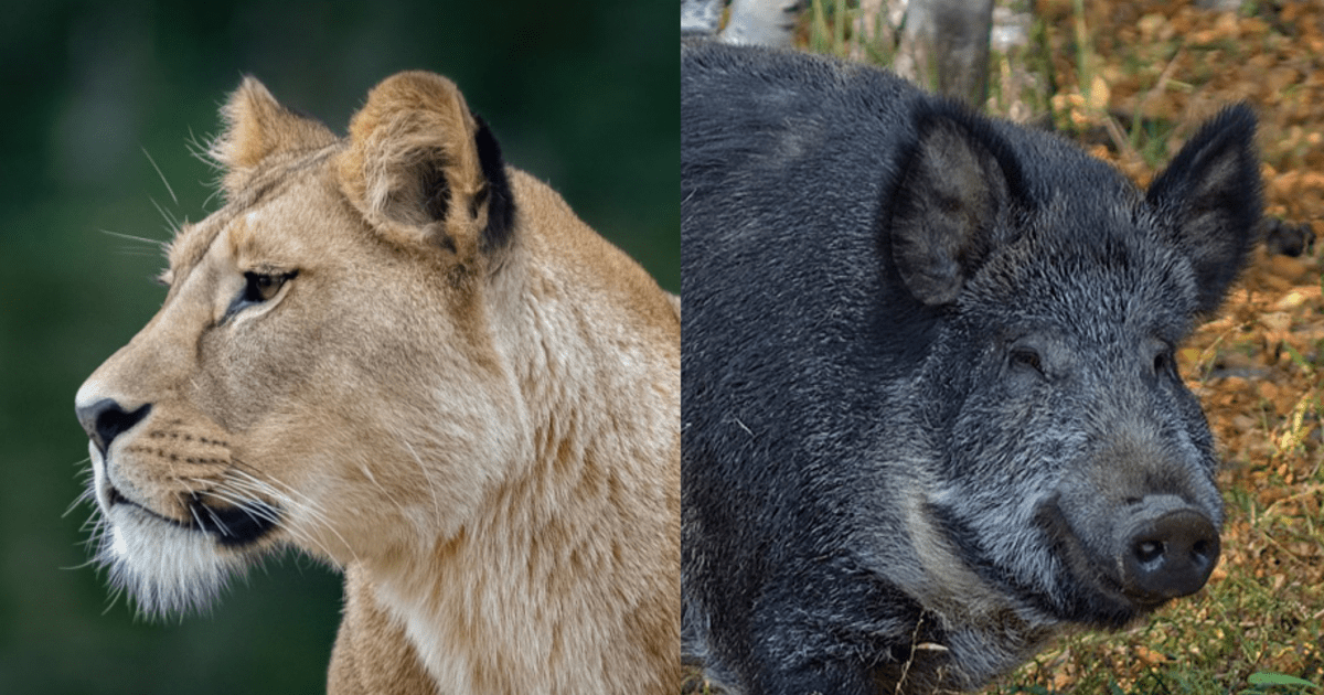 Haar Analyse Liegt Vor Berliner L Win Soll Wohl Doch Ein Wildschwein