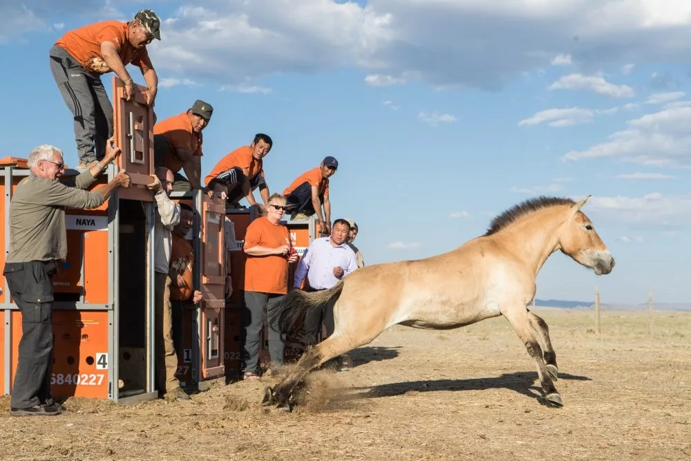 Naya, Przewalski-Pferd, Hellabrunn