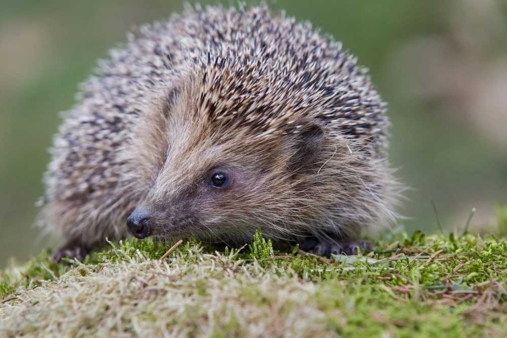 Igel, App, LBV — © Bild: Marcus Bosch