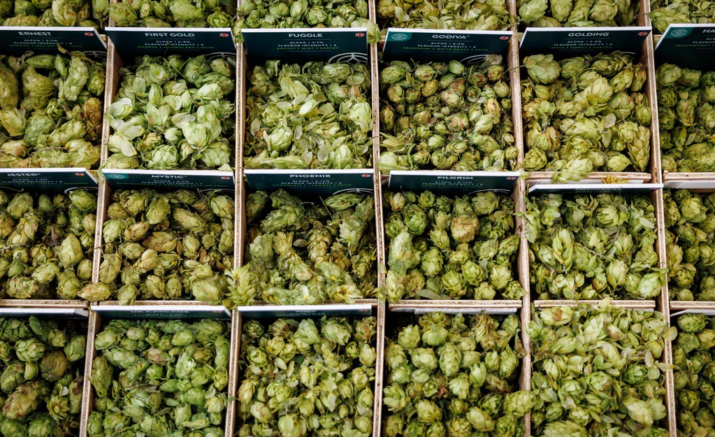 Hopfen sorgt nicht nur für die bittere Note im Bier. (Archivbild) — © Daniel Karmann/dpa