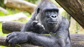 — © Das Bild zeigt Neema, die Mutter des verstorbenen Jungtiers; Bild: Marc Mueller / Tierpark Hellabrunn