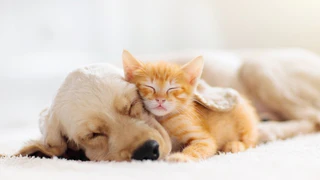 Katze, Hund, Tiere, Haustier, Tierheim — © Bild: Adobe Stock © famveldman