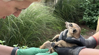 Erdmännchen im Tierpark Hellabrunn — © © Bild: Tierpark Hellabrunn