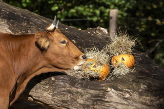 Halloween Tierpark Hellabrunn — © Bild: Marc Mueller / Tierpark Hellabrunn