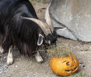 Halloween Tierpark Hellabrunn — © Bild: Marc Mueller / Tierpark Hellabrunn