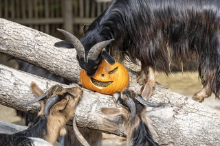 Halloween Tierpark Hellabrunn — © Bild: Marc Mueller / Tierpark Hellabrunn