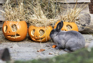 Halloween Tierpark Hellabrunn — © Bild: Marc Mueller / Tierpark Hellabrunn