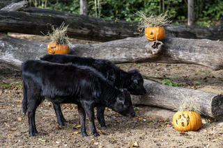 Halloween Tierpark Hellabrunn — © Bild: Marc Mueller / Tierpark Hellabrunn