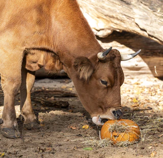 Halloween Tierpark Hellabrunn — © Bild: Marc Mueller / Tierpark Hellabrunn
