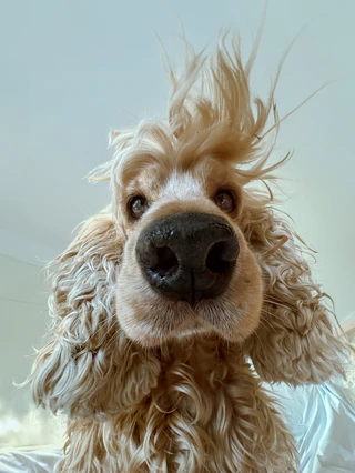  — © Bild: Lock Liu / Comedy Pets