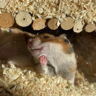  — © Bild: Alina Vogel / Comedy Pets