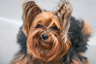  — © Bild: Luiza Ribeiro / Comedy Pets