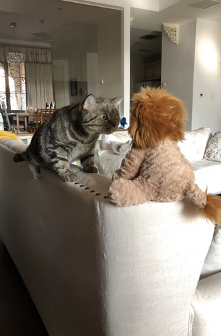  — © Bild: Silvia Jiang / Comedy Pets