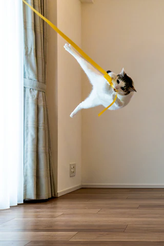  — © Bild: Kazutoshi Ono / Comedy Pets
