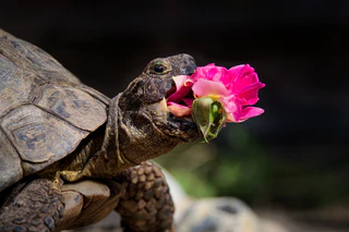  — © Bild: Jonathan Casey / Comedy Pets