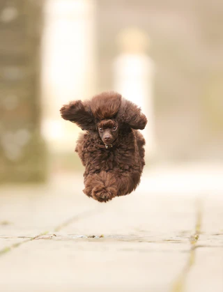 — © Bild: Julie Smith / Comedy Pets
