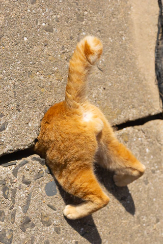  — © Bild: Kenichi Morinaga / Comedy Pets