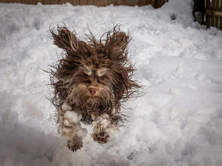  — © Bild: Tammo Zelle / Comedy Pets