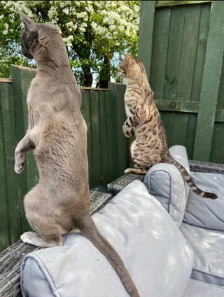  — © Bild: Emma Beardsome / Comedy Pets