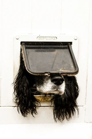  — © Bild: Sarah Haskell / Comedy Pets