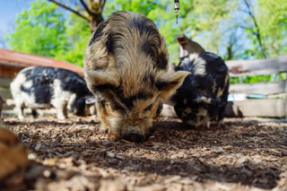 Tierpark Hellabrunn Schweine Kunekune — © Bild: Tierpark Hellabrunn/Jan Saurer