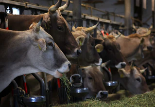 Wer ein Tier ohne vernünftigen Grund tötet oder quält, verstößt gegen das Tierschutzgesetz. (Symbolbild) — © Karl-Josef Hildenbrand/dpa