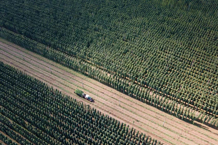 Von einigen Sorten wird zu viel Hopfen angebaut. (Archivbild) — © Sebastian Kahnert/dpa