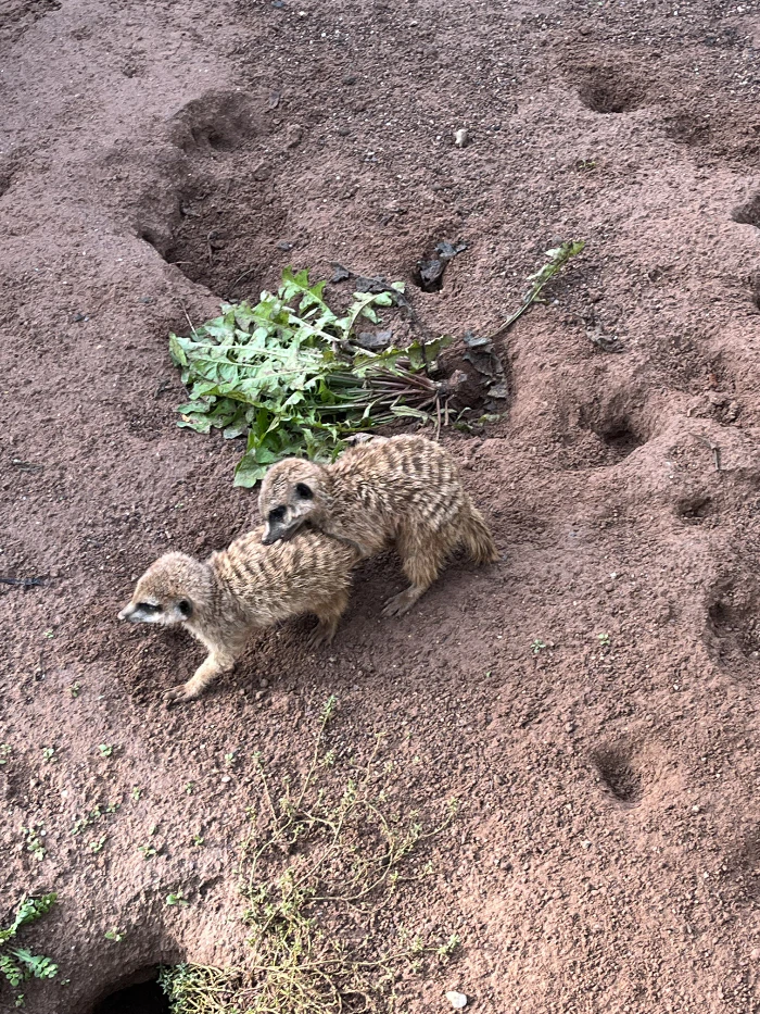 Erdmännchen im Tierpark Hellabrunn — © © Bild: Tierpark Hellabrunn