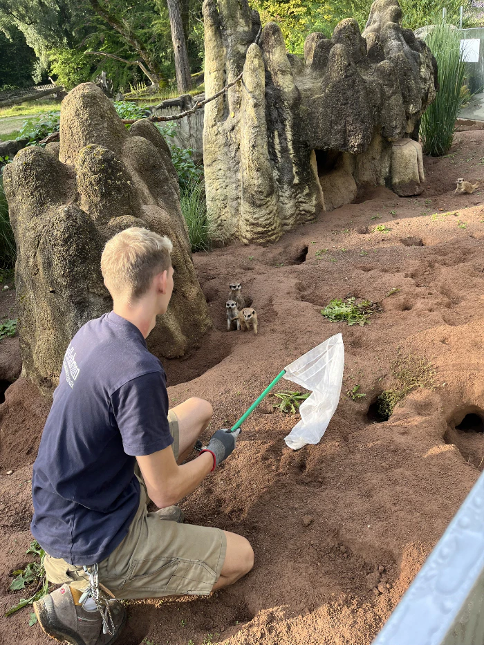 Erdmännchen im Tierpark Hellabrunn — © © Bild: Tierpark Hellabrunn