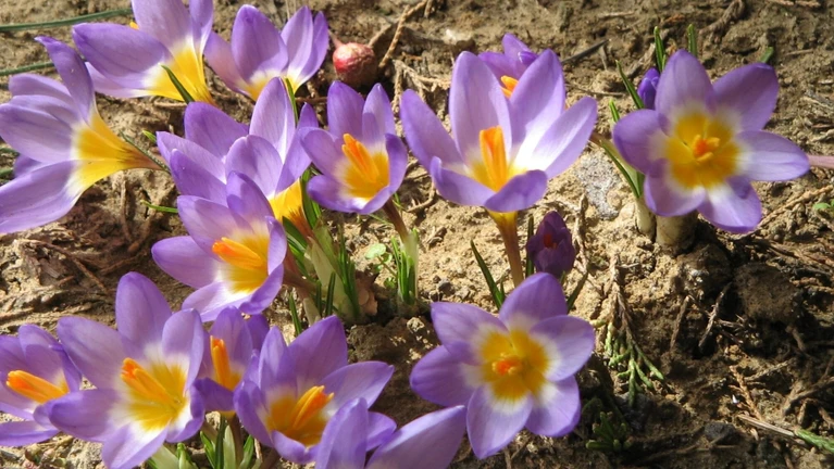Krokusse Blumen blühen Frühling — © Von Meneerke bloem - Eigenes Werk, CC BY-SA 3.0, https://commons.wikimedia.org/w/index.php?curid=9762533