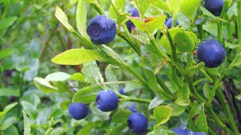 Blaubeere — © Von Marek Silarski - from de.wikipedia [1], CC BY-SA 3.0, https://commons.wikimedia.org/w/index.php?curid=638397