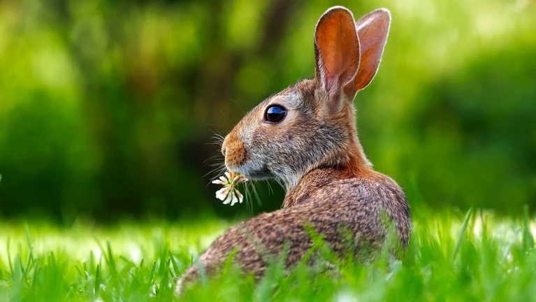 Hasen Osterhase — © Bild von 12019 auf Pixabay
