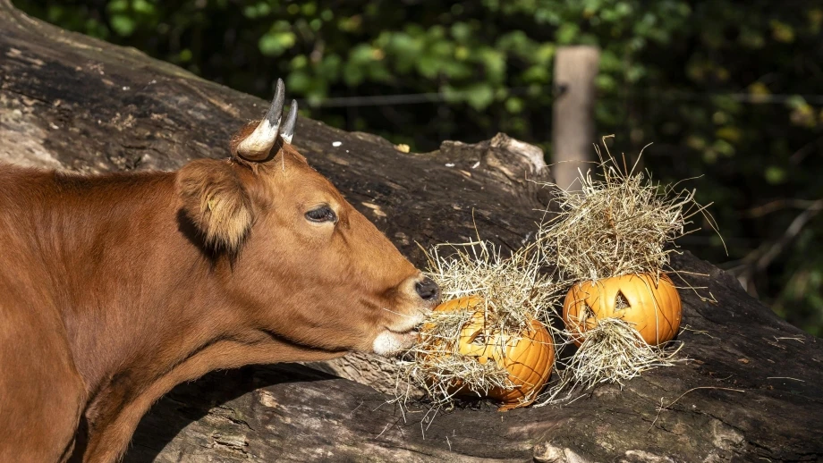 Halloween Tierpark Hellabrunn — © Bild: Marc Mueller / Tierpark Hellabrunn