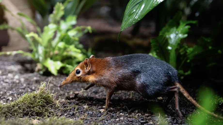 Hellabrunn — © Bild: Jan Saurer / Tierpark Hellabrunn