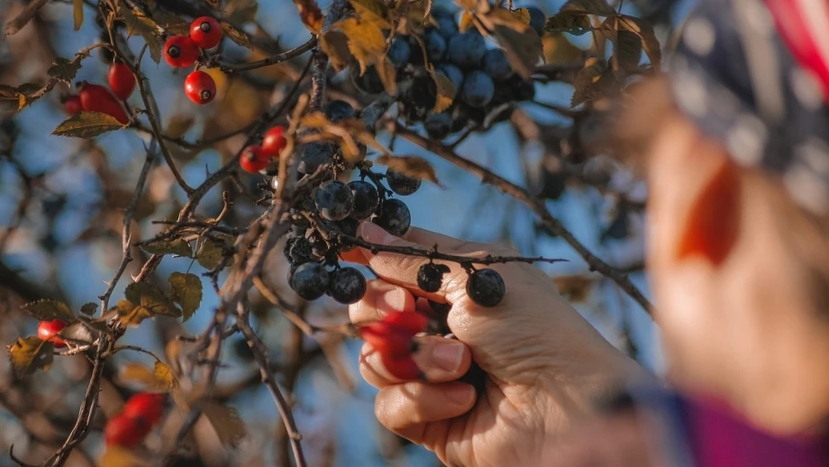 Beeren pflücken Heidelbeere Blaubeere ernten Pflanzen giftig — © Dave LZ auf Pixabay