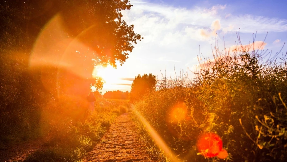 Sonne Sommer Wald Wiese Sonnenuntergang Spaziergang — © Lawrence Walters / Unsplash
