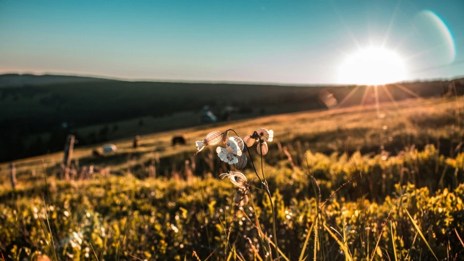 Sonne Sommer Wald Wiese Sonnenuntergang Spaziergang — © Jakub Kriz / Unsplash