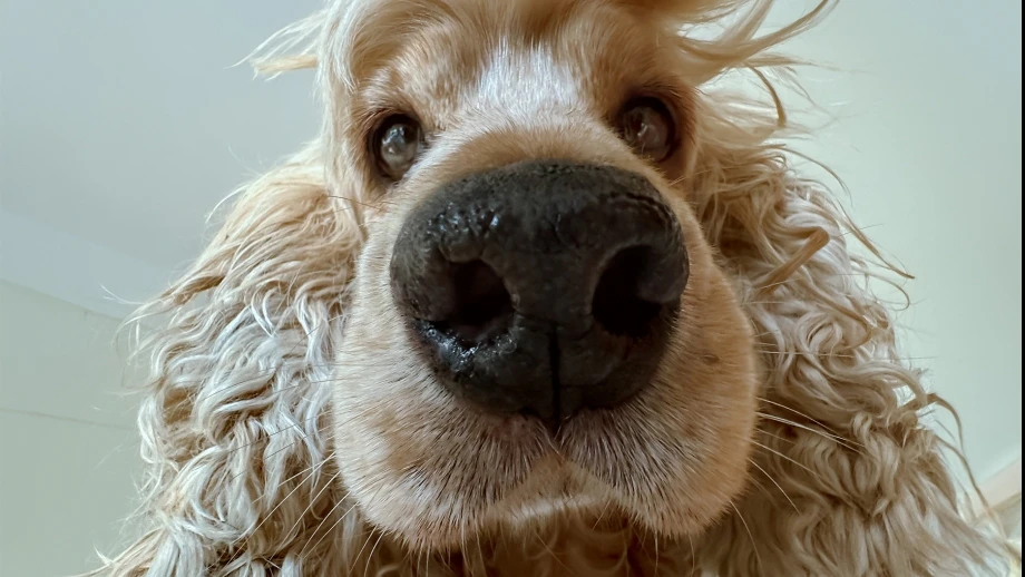  — © Bild: Lock Liu / Comedy Pets