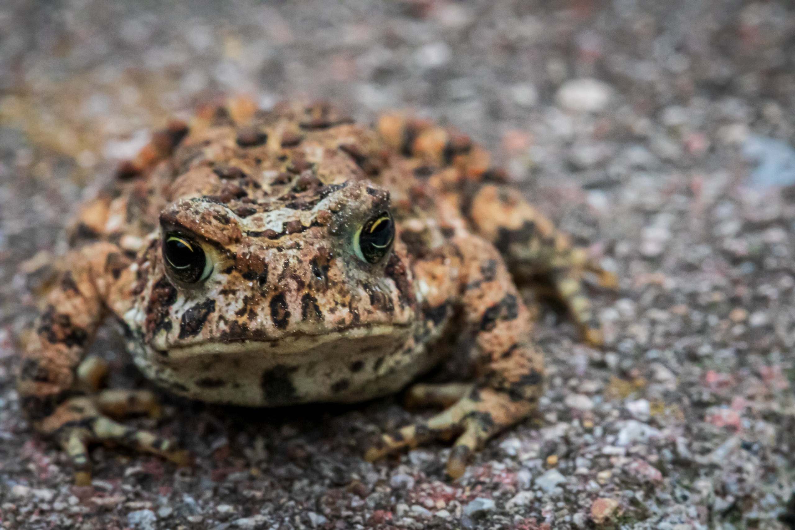 Kröte, © Photo by Camerauthor Photosandstories on Unsplash
