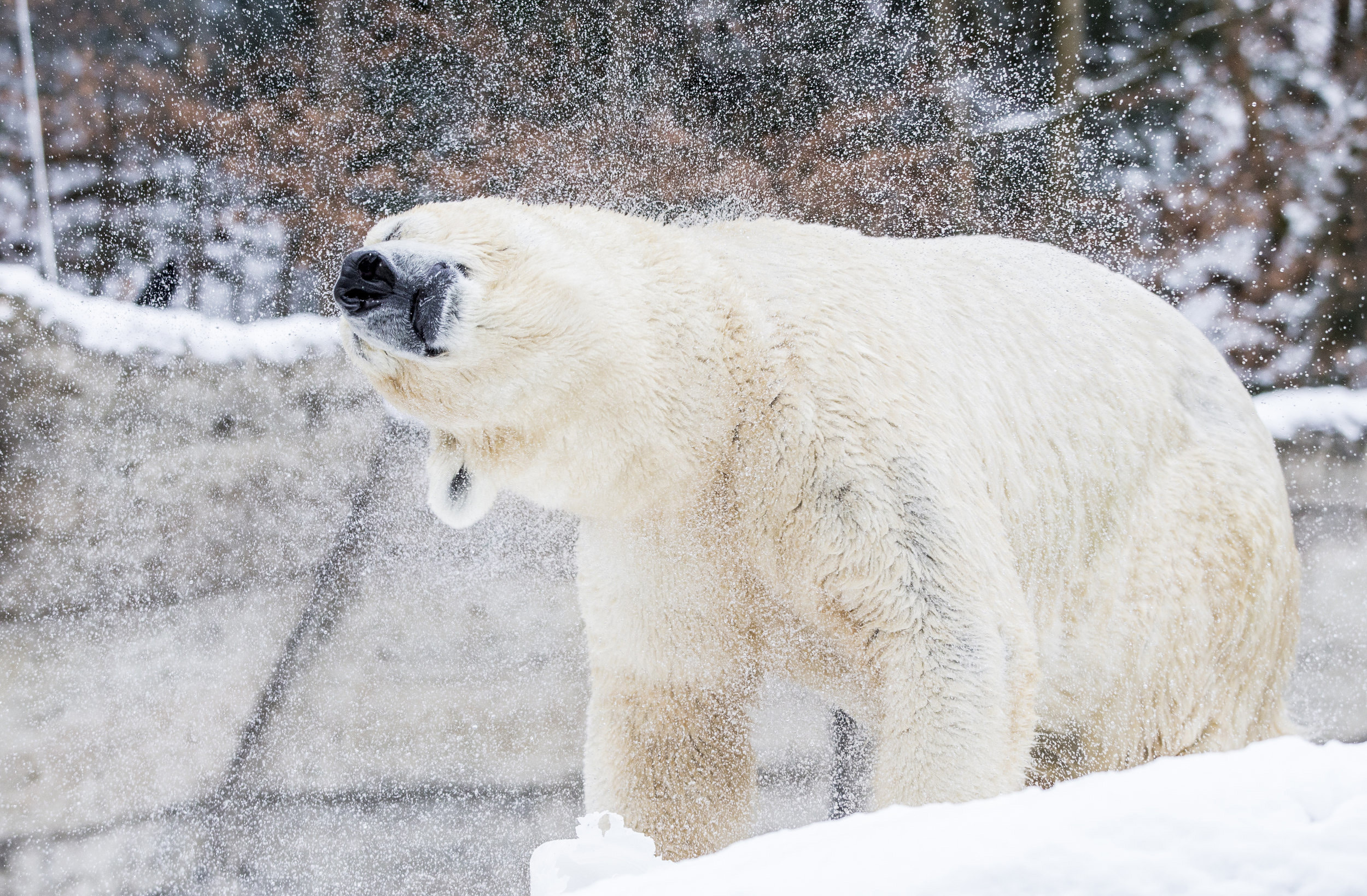 © Winter im Tierpark Hellabrunn am Donnerstag (05.01.2017) in München (Oberbayern). Foto: Marc Müller / dedimag.de