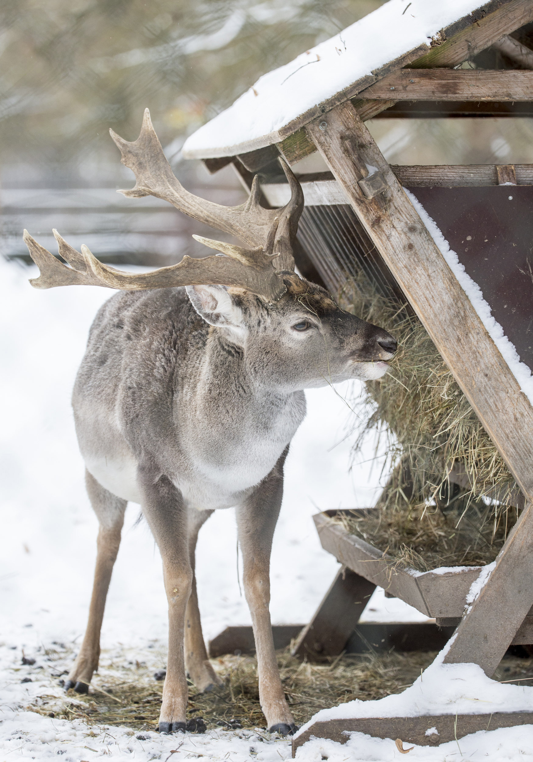 © Winter im Tierpark Hellabrunn am Donnerstag (05.01.2017) in München (Oberbayern). Foto: Marc Müller / dedimag.de