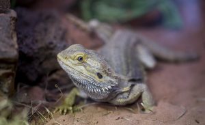© Blick in die neue Entdeckerhhle am Dienstag (12.07.2016) im Tierpark Hellabrunn in Mnchen (Oberbayern). Foto: Marc Mller/Tierpark Hellabrunn